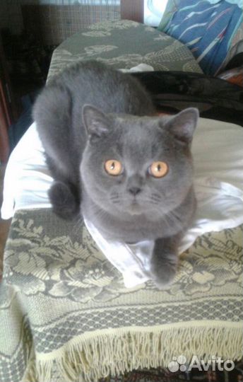 Зооняня,передержка Ваших любимцев на время