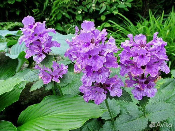 Буквица Крупноцветковая Мультифлора