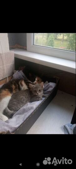 Котенок в дар