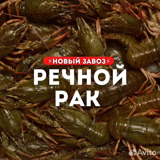 Живые раки