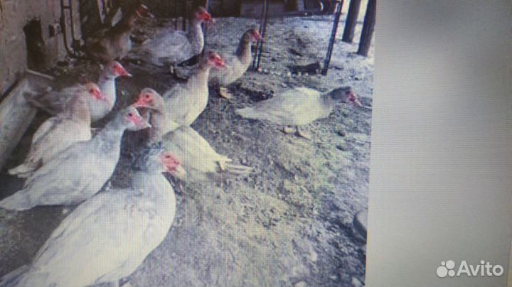 Селезень и индоутки на племя