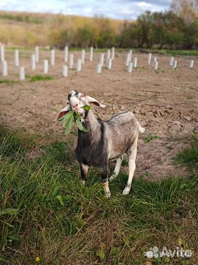 С/х животные