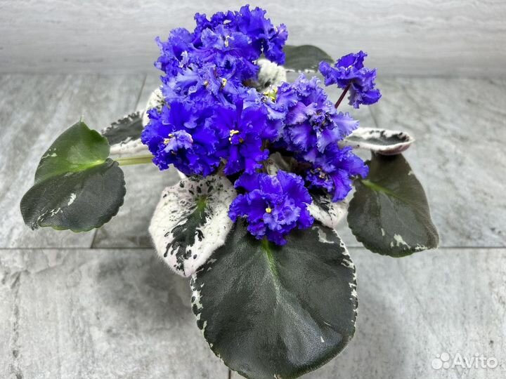 Цветущие фиалки