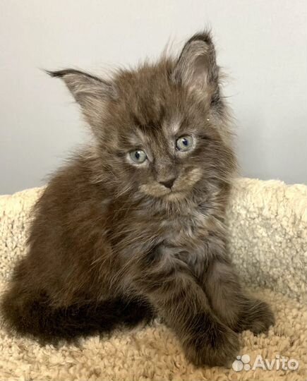 Малыш Мейн Кун