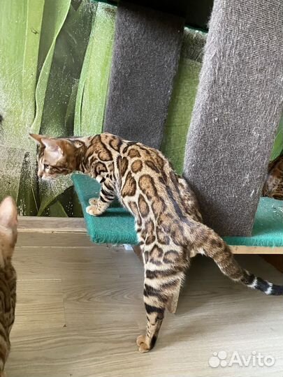 Бенгальский котик в разведение
