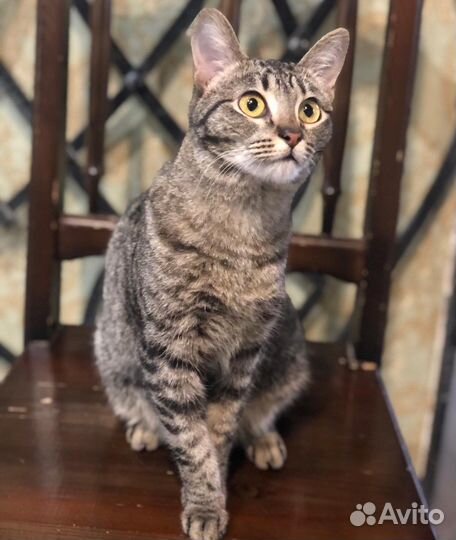 Кошечка хочет на ручки