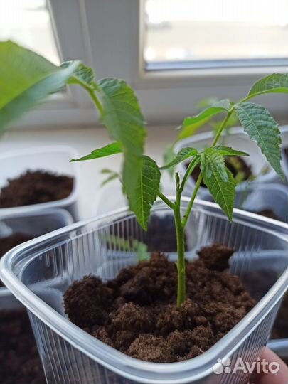 Грецкий орех саженцы