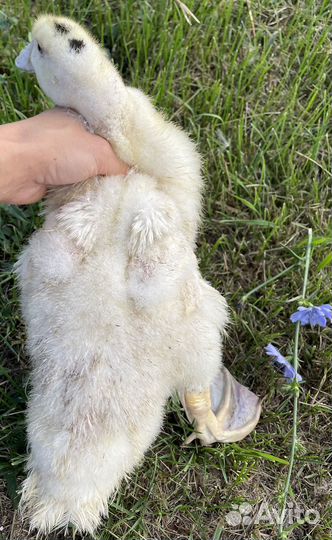 Утки муларды