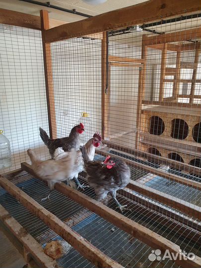 Инкубационное яйцо