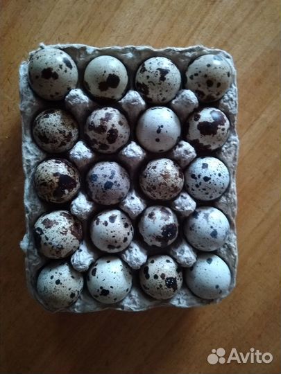 Домашние куриные яйца