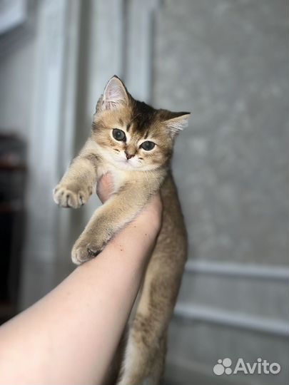 Золотая шиншилла