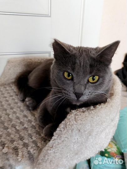 Молодая кошечка Софа