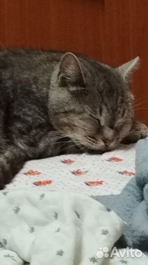 Котик ищет дом