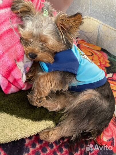 Собака ерширский терьер мини бейби фейс