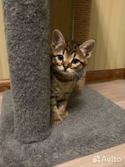 Кот