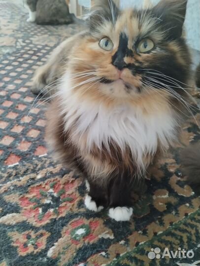 Отдам бесплатно кошку