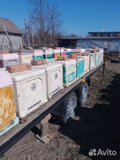 Продается пасека