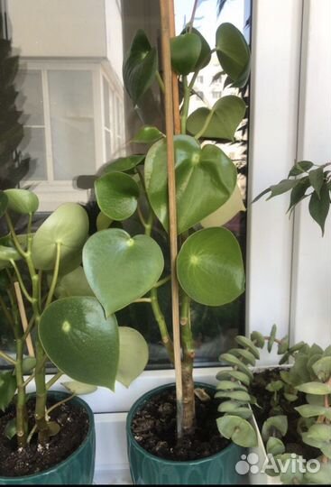 Пеперомия Рейндроп