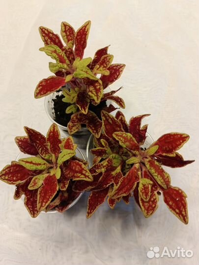 Колеусы вегетативные