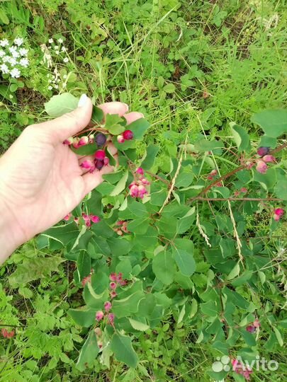 Виноград девичий, ирга, терно слива, роза саженцы