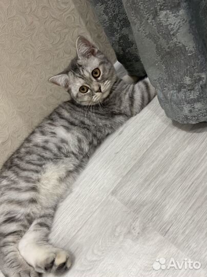 Британские котята серые