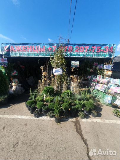 Саженцы плодовых деревьев и декоративных культур