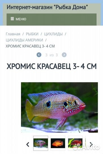 Рыбки хромис красавец 3-4см