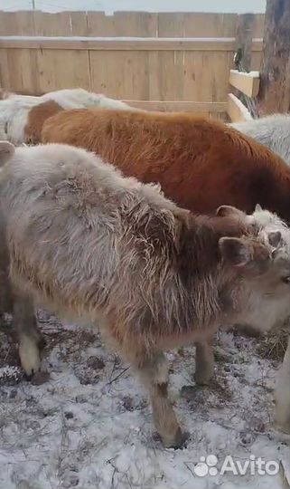 Бычки живым весом