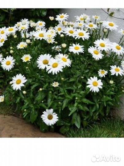 Ромашка сортовая, садовая, многолетняя