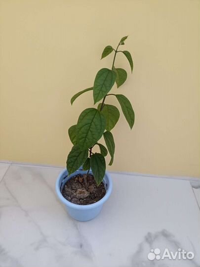 Клеродендрум томпсон