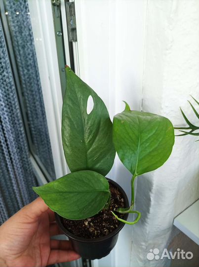 Эпипремнум пиннатум себу блю