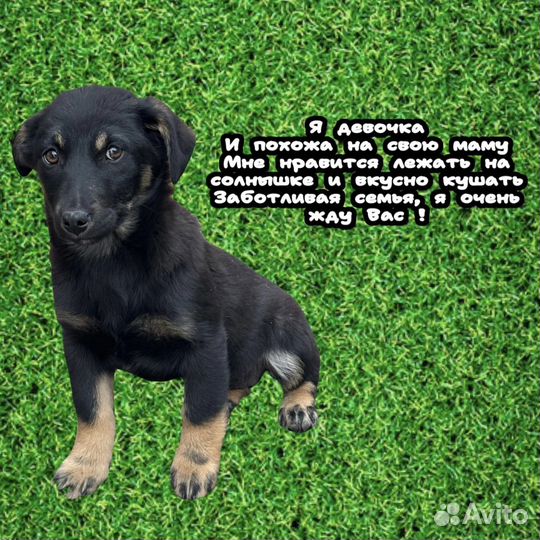 Щенки бесплатно