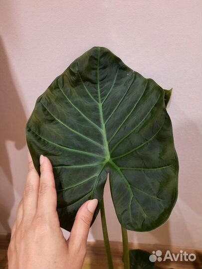 Алоказия регал шилдс