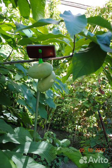 Pawpaw (Азимина) саженцы. семена расторопши