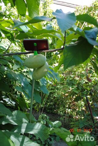 Pawpaw (Азимина) саженцы. семена расторопши