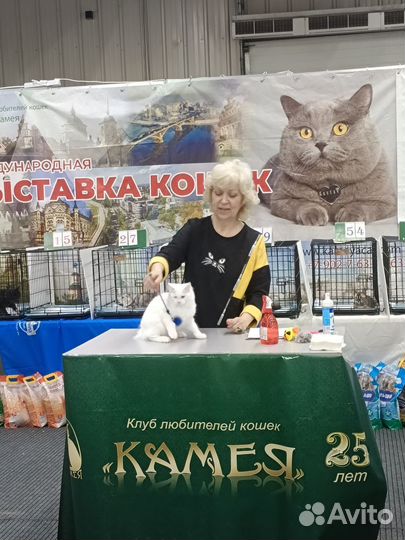 Курилочка Шанель