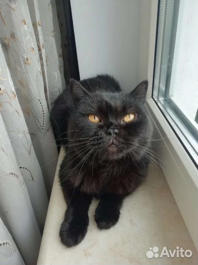 Британский Котик в добрые руки