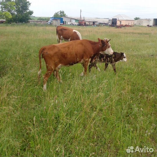 Телки с бычками
