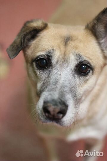 Бабуля Айдуля ищет свой дом или меценатов