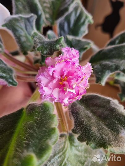 Детки сортовых фиалок