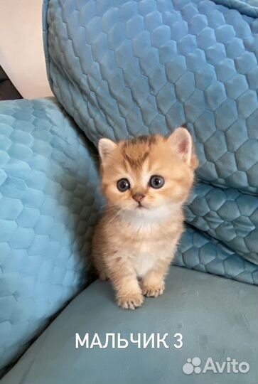 Котята шотландские прямоухие