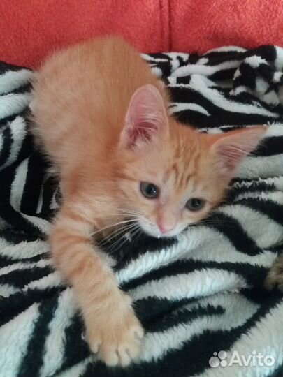 Рыжий котёнок в дар