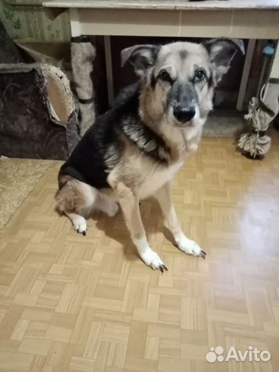 Мухтару грозит усыпление нужна передержка дом