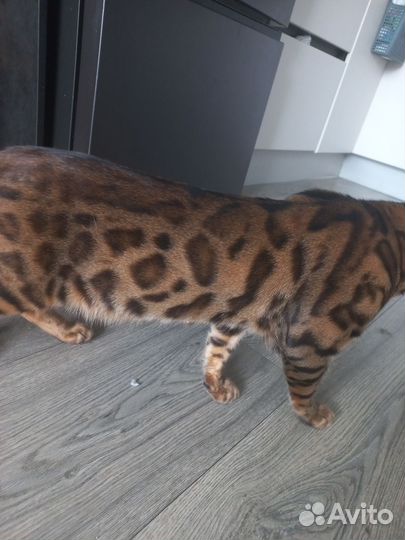 Бенгальский кот вязка