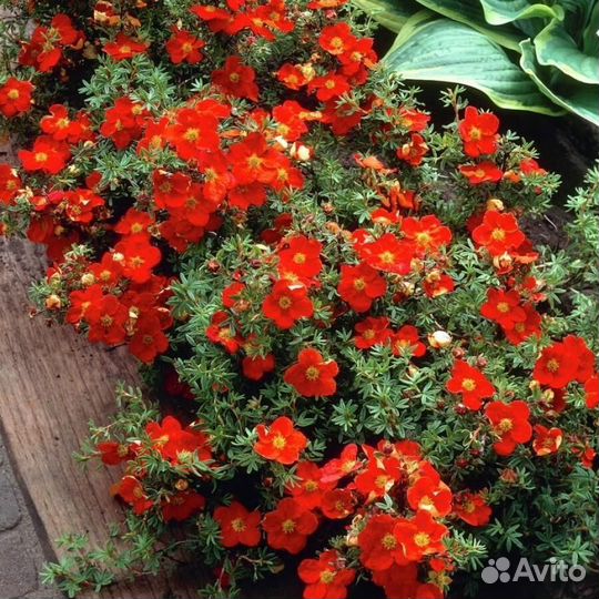 Лапчатка кустарниковая Red Ace