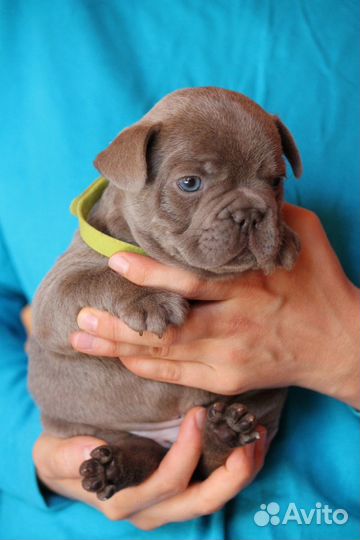 Золотой малыш изабелла