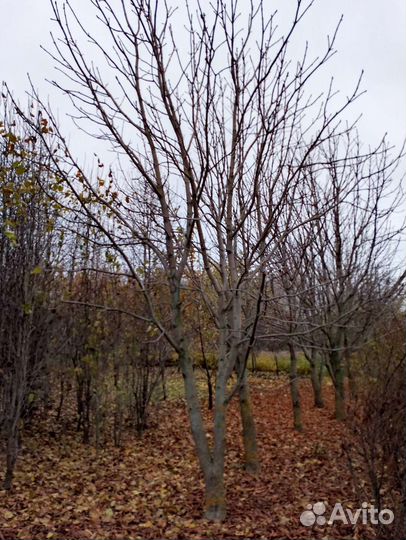 Каштан конский Крупномеры 5-6м