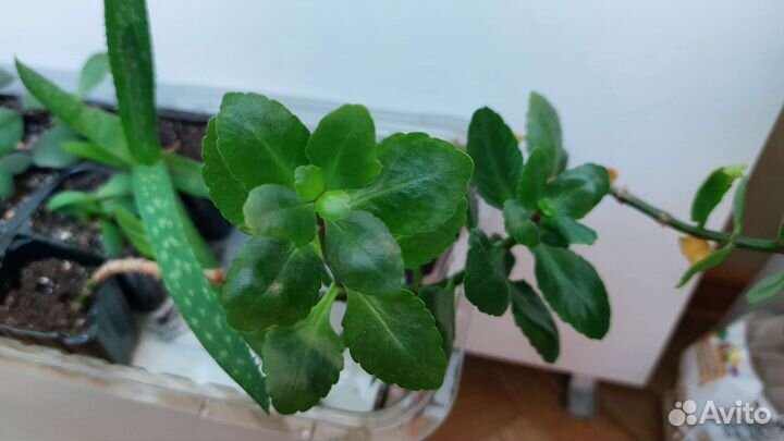 Крассула овата толстянка, алое вера, каланхоэ