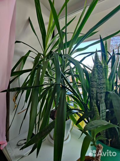 Пальма юкка