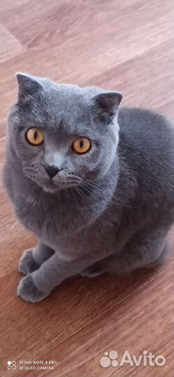 Британская